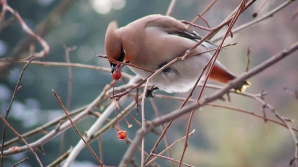 К концу недели потеплеет, столбики термометров поднимутся до 19 градусов