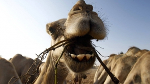 Власти Мали подарят президенту Франции живого верблюда