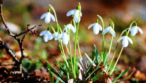 5 апреля осадки маловероятны, до 18 тепла