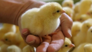 Птенцы на столичных рынках дороже, чем прошлой весной