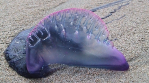 Пляжи на юго-западе Испании закрыты из-за медуз вида "португальский кораблик" 