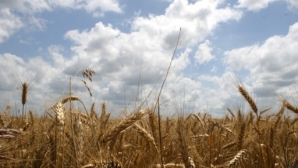 Во время обсуждения НДС для сельхозпроизводителей в парламенте звучали обвинения в лоббировании интересов