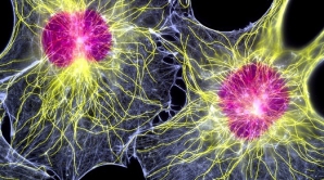 Полиция пресекла деятельность фирмы, занимавшейся торговлей биоматериалами 