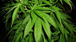 У жителя Кагульского района изъято 10 кг марихуаны