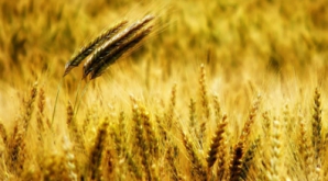 Молдова – одна из стран с наибольшим ростом цен на пшеницу в 2012 году