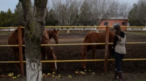 Лошади Школы конного спорта Унген спасены: люди принесли сотни мешков с провизией