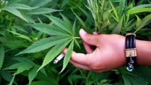 В Вашингтоне откроется первая аптека, продающая коноплю на законных основаниях