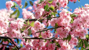 26 апреля в Молдове будет +27