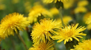 В Кишиневе 2 мая малооблачно и 26 градусов с плюсом