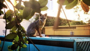 Facebook обзавелась талисманом