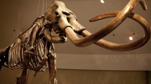 В России добычу мамонта предложили обложить налогом 