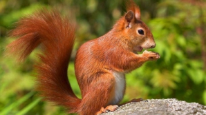 В столичном парке белка отважилась принимать пищу из рук прохожих (ВИДЕО)