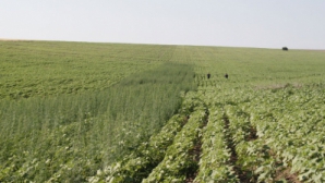 Фермер посадил коноплю в поле подсолнечника