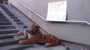 В Киеве на Крещатике появился плюшевый тигр-попрошайка