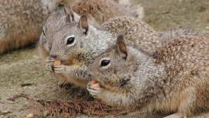Канадские ветеринары распутали шестерых бельчат, сцепившихся хвостами