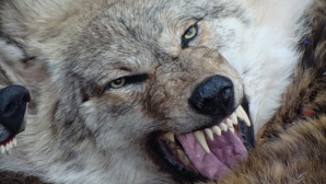 В приднестровском селе волки напали на домашний скот