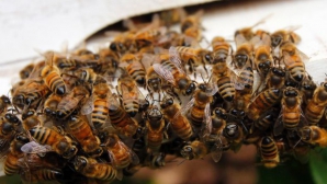 Депутат погиб в Гондурасе в результате нападения пчел