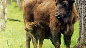 В заповеднике Пэдуря Домняскэ родился детеныш зубра