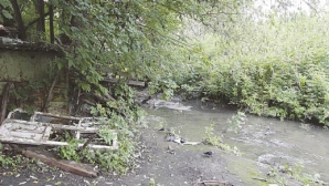 Экологи о ситуации в реке Бык: В этой воде ничто не выживает