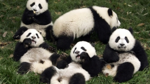 Китайцы запускают круглосуточное "реалити-шоу" о пандах