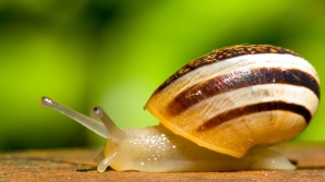 Французы решили использовать живых улиток в качестве косметики
