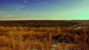 Экологи: после Чернобыльской катастрофы стали медленнее расти леса