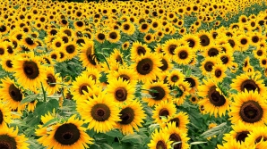 Земледельцы ожидают, что урожай подсолнуха составит 2 тонны с гектара