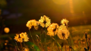 В Кишиневе 18 августа малооблачно и 30 градусов с плюсом 