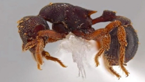 Американский энтомолог открыл 33 новых вида муравьев