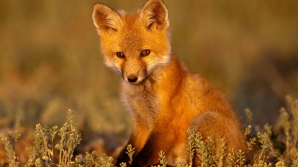 Популяция лис в Приднестровье превышает санитарную норму в пять раз 