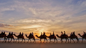 Верблюдов подозревают в распространении коронавируса