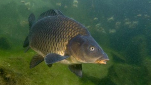 Ученые хотят научить карпов искать утонувших людей