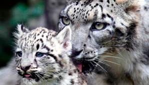 В зоопарке недалеко от Чикаго готовится предстать перед публикой детеныш ирбиса