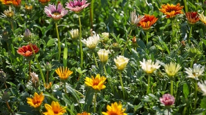 13 августа температура воздуха на севере страны составит +28 - +29