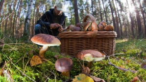 В последнее время участились случаи отравления лесными грибами 