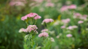 На юге республики 7 сентября температура воздуха составит 22 градуса с плюсом