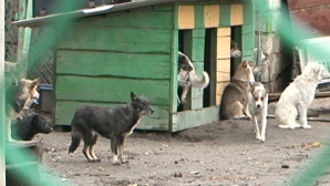 Ежегодно 150 бездомных псов в Молдове забирают из приютов