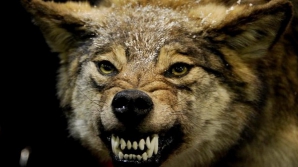 В последние годы возросло число жалоб на набеги диких животных на хозяйства 