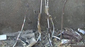 Короткое замыкание в электропростыне привело к смерти старушки