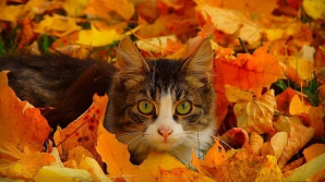 13 октября в стране осадки маловероятны