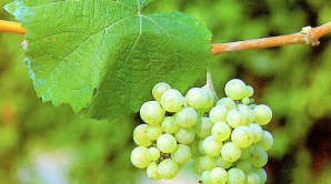 В стране почти не производят вино из винограда молдавских сортов