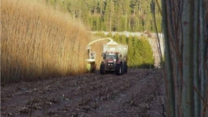 Первая в стране плантация ивы для получения биотоплива появилась в Бозиенах