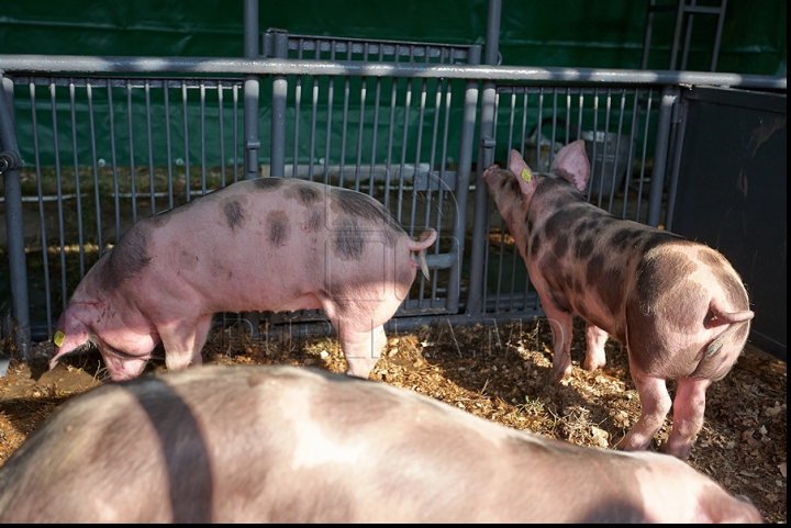 На выставках Moldagrotech и Farmer представлены тракторы Lamborghini и экзотические животные (ФОТО)