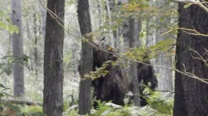 Турист сделал фото загадочных лесных существ