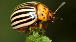 Молдавские учёные обнаружили в наших краях клопа, поедающего колорадского жука