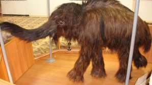 Находки ледникового периода Якутии покажут в середине ноября в Тайване