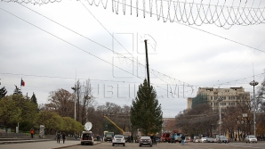 Бывшая владелица новогодней елки планирует на месте срубленного дерева посадить два новых