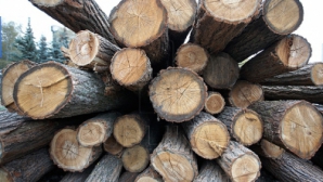 Дрова и уголь становятся в Молдове альтернативой природному газу в отапливании жилья