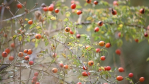 В Молдове 8 ноября до +18 