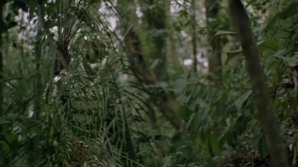 Канадские ученые создали плащ-невидимку